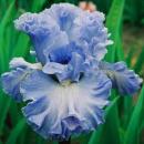 Ирисы высокие август  2026