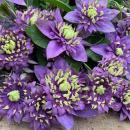 Клематисы, лианы 2026