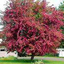 Декоративные кустарники весна 2026