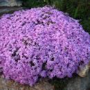 Флоксы весна 2026