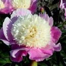 Пионы осень 