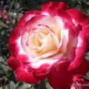 Розы осень 2026