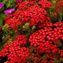 Многолетники весна 2026