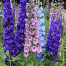 Дельфиниумы август