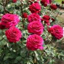 Осенний ассортимент  Распродажа