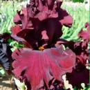 Ирисы высокие август  2026