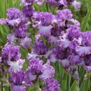 Ирисы  высокие  2026