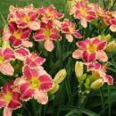 Лилейники август