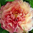 Пионы осень 2026