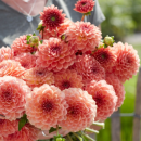 Георгины весна 