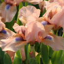 Ирисы карликовые бордюрные 2026