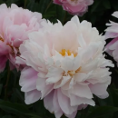 Пионы весна 2026