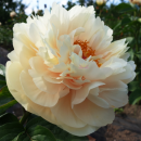 Пионы осень 2025 весна 2026