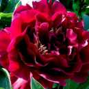 Пионы весна 