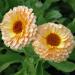 Calendula Эприкот Сан семян 10+