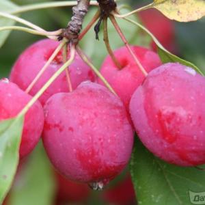 Яблоня Долго ( декоративная, съедобная)