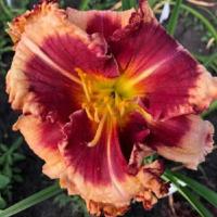 Лилейник Аутстенддинг