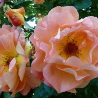 Роза канадская Морден Санрайс