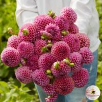 Георгина Изабель (корень)