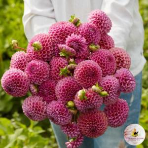 Георгина Изабель (корень)
