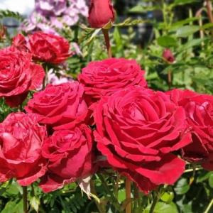 Роза Ля роз де Кантро Ван (4х ветров)