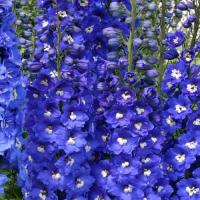 Дельфиниум  Синяя  Птица