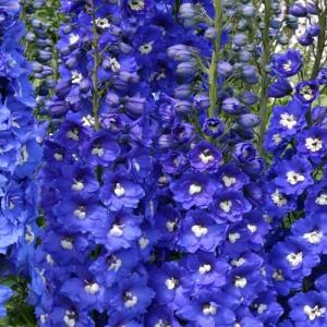 Дельфиниум  Синяя  Птица
