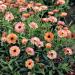 Calendula Тач оф Ред семян 50+