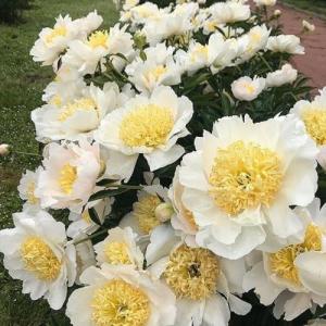 Пион Бу Ти (осень)