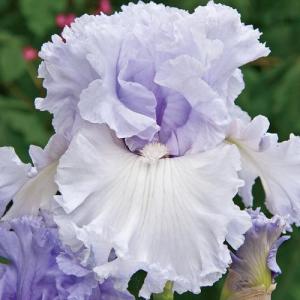 Ирис Роял Стерлинг