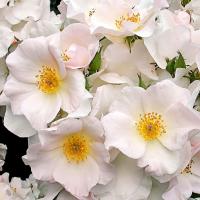 Роза мускусная Салли Холмс