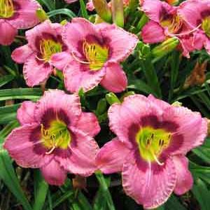 Лилейник Олвейс Афтернун