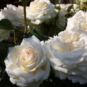 Роза Амбиенте