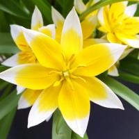Тюльпан ботанический Тарда Дасистемон 10 шт