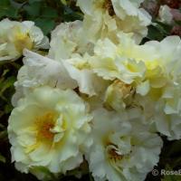 Роза Ирен Фрейн