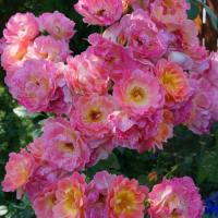 Роза парковая Герцогиня Фредерика