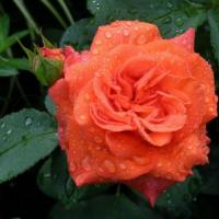 Роза плетистая Наранга