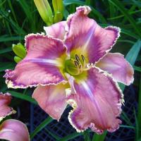 Лилейник Милдред Митчел