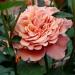 Роза новозеландская Коппер Лайт