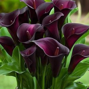 Калла Арабиан Найт 2 шт