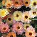 Calendula Тач оф Ред семян 50+