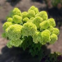 Гортензия карликовая  Литл Лайм 