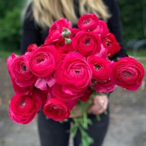 Ранункулюс Elegance  Hot Pink 5 шт