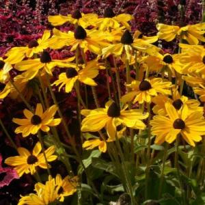 Рудбекия Литл Голдстар