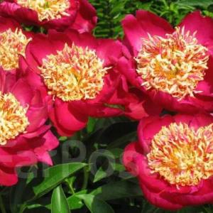 Пион Суорд Данс