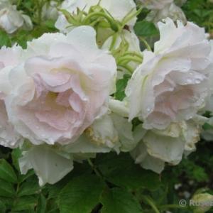 Роза парковая Ритаусма 