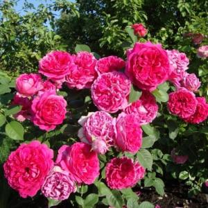 Роза английская Леди оф Меггинч