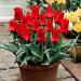 Тюльпан ботанический Ред Райдинг Худ 10 шт