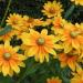 Rudbeckia Прейри Сан семян 20+