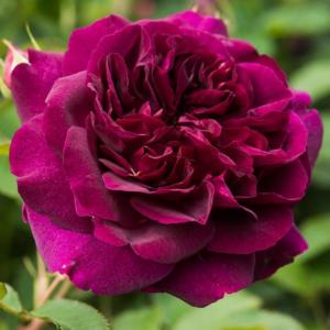 Роза английская Дарсей